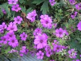 Geranium patricia